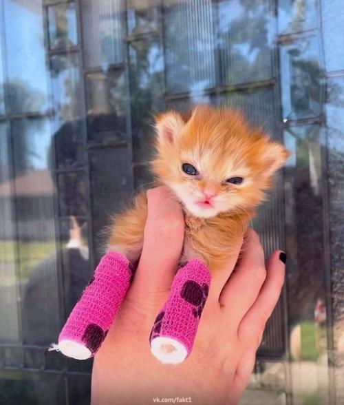 В интернете появилась история о знаменитом котенке по имени хаггетс! 01