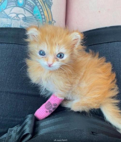 В интернете появилась история о знаменитом котенке по имени хаггетс! 02