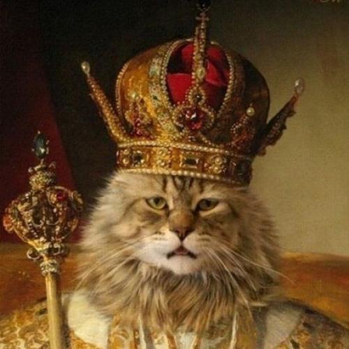 8 августа.  Вот и снова наступил он - всемирный день кошек! 05