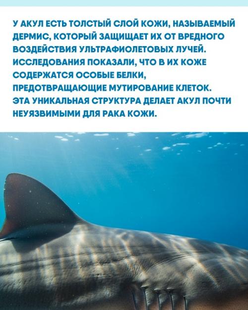 История акул - это не только захватывающие факты о самих животных, но и уроки для человечества. 01