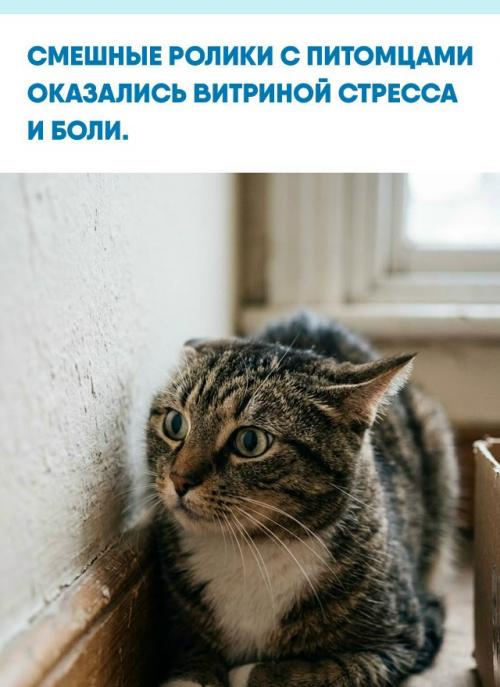 Учёные разобрали 162 вирусных видео, которые публиковались именно как развлекательные, и получили совсем не весёлую картину.  