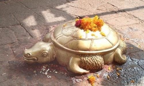 Пятая в мире Золотая черепаха обнаружена. 02