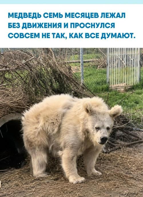 Первые мгновения после спячки - это не стремительный рывок за добычей.  