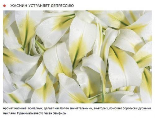 10 природных ароматов, которые меняют настроение. 06