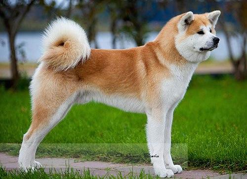 Самая высокая собака в мире. 01