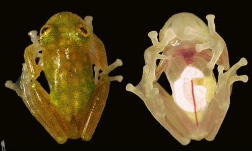 Стеклянные лягушки (лат.