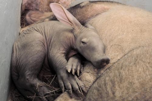Трубкозуб - пожалуй, самое причудливое из африканских копытных.