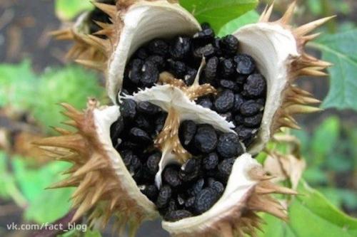 На аравийском полуострове и в юго - западной Азии есть растение, которое называют Цветком Смеха.