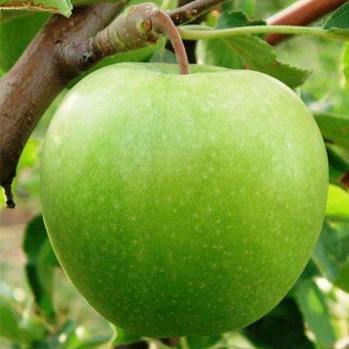 Все яблони  Смит - клоны одного дереваГренни. 01