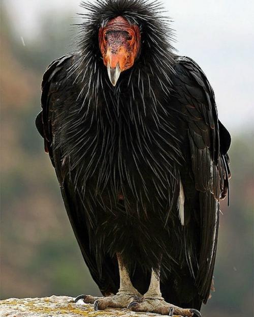 Андский кондор - самая большая хищная птица в мире. 01