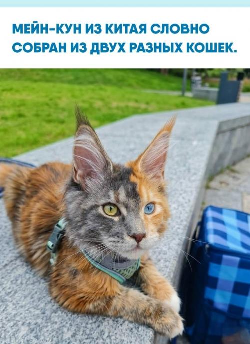Его морда почти идеально разделена пополам: одна сторона окрашена в рыжеватые оттенки, другая - в серые.  