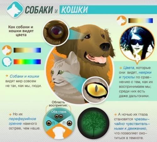 Как животные мир видят. 05