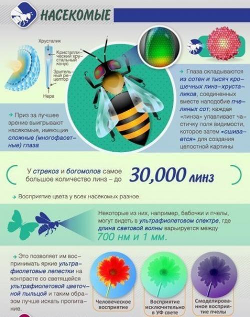 Как животные мир видят. 02