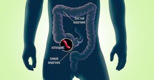 Почему человеку нужен аппендикс? 

