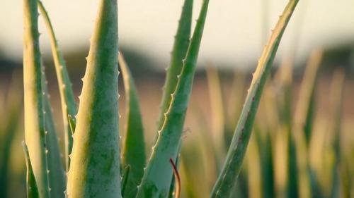 Алоэ Вера живёт в симбиозе с грибами, которые обитают в корнях растения и способствуют извлечению питательных веществ из почвы. 01