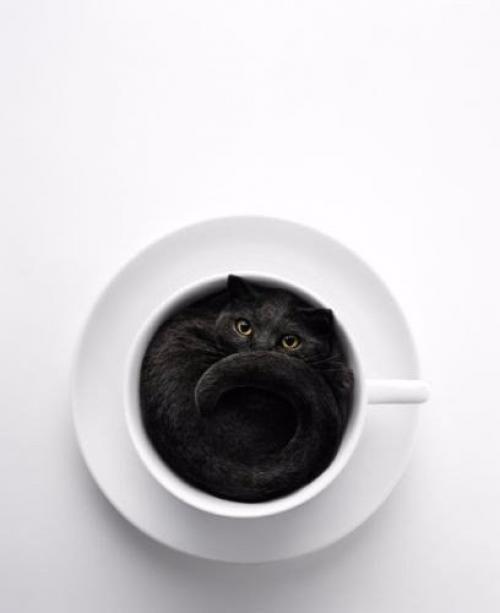 Почему кошка - магическое животное?