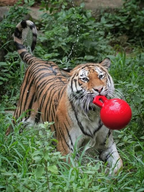 Три интересных факта о тиграх: 01 Три интересных факта о тиграх: 01