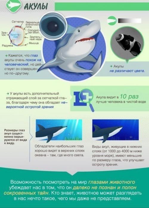 Как животные мир видят.