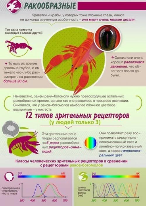 Как животные мир видят. 04