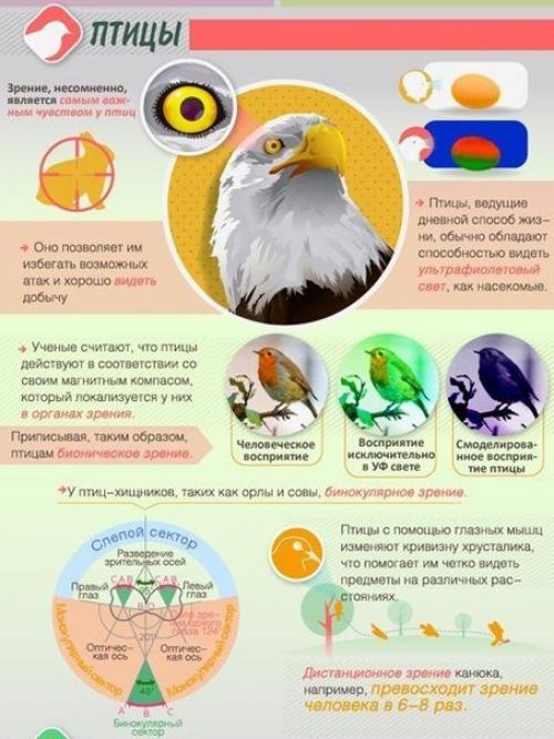 Как животные мир видят. 03