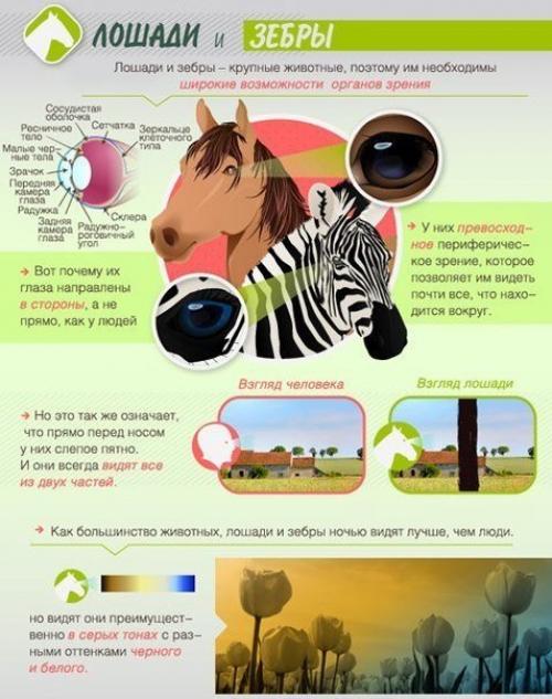 Как животные мир видят. 01