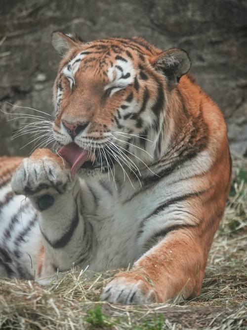 Три интересных факта о тиграх: 02 Три интересных факта о тиграх: 02