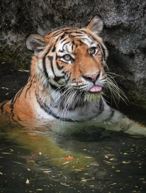 Три интересных факта о тиграх: 03 Три интересных факта о тиграх: 03