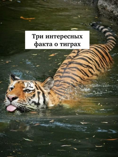 Три интересных факта о тиграх: Три интересных факта о тиграх: