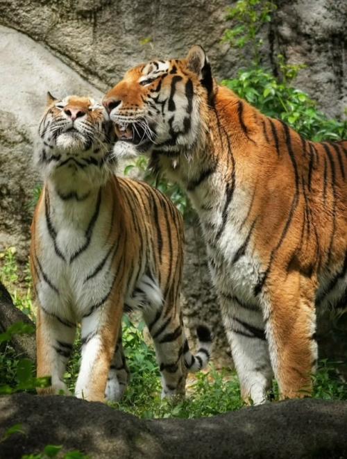 Три интересных факта о тиграх: 04 Три интересных факта о тиграх: 04