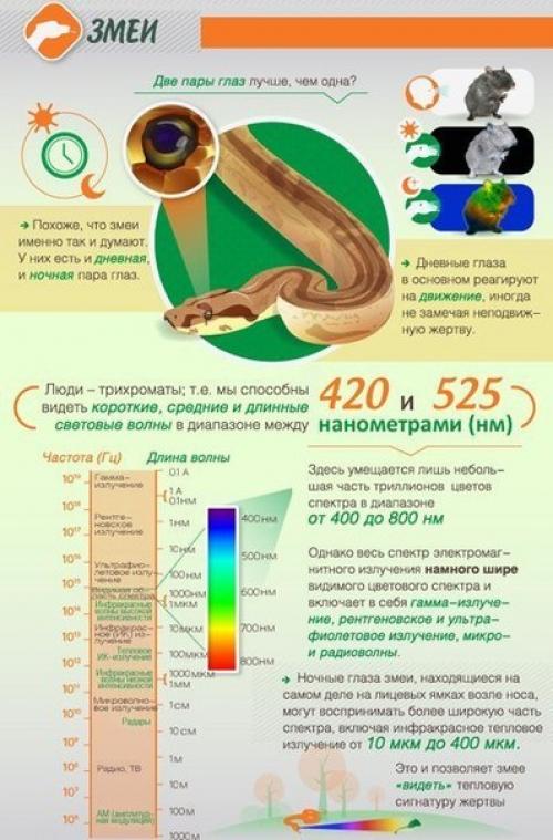 Как животные мир видят. 06