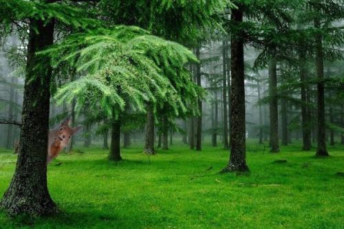 Ученые доказали, что воздух в хвойном лесу практически стерилен (не более 200-300 вредоносных бактерий на кубометр.