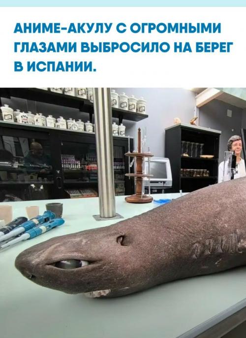 На побережье обнаружили глубоководную чёрную акулу Dalatias Licha, которая в норме живёт на глубине до 1600 метров.  