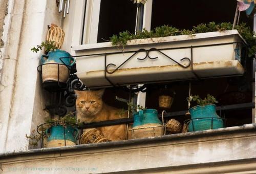 Никакой планировки.  Все неожиданно: площади бесформенны, улицы извиваются вокруг собственной оси и приводят вас обратно - туда, откуда вы вышли. 05
