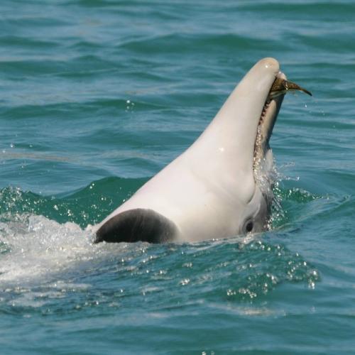 Оказывается, дельфины иногда ловят настоящий Кайф. 01