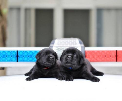 Последние новости полиции Тайваня. 01