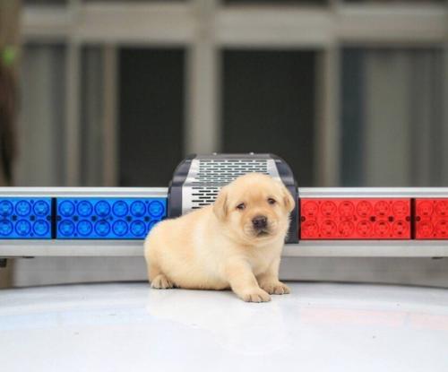 Последние новости полиции Тайваня. 03