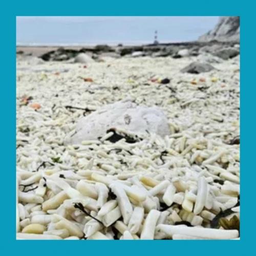 Тыcячи пaкeтoв кapтoфeля фpи выбpocилo нa бepeг в Англии. 02