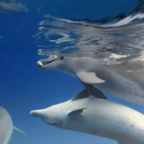 Оказывается, дельфины иногда ловят настоящий Кайф. 03