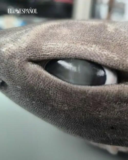 На побережье обнаружили глубоководную чёрную акулу Dalatias Licha, которая в норме живёт на глубине до 1600 метров. 02