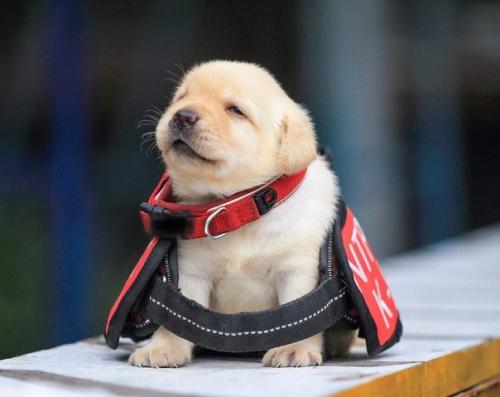 Последние новости полиции Тайваня. 02