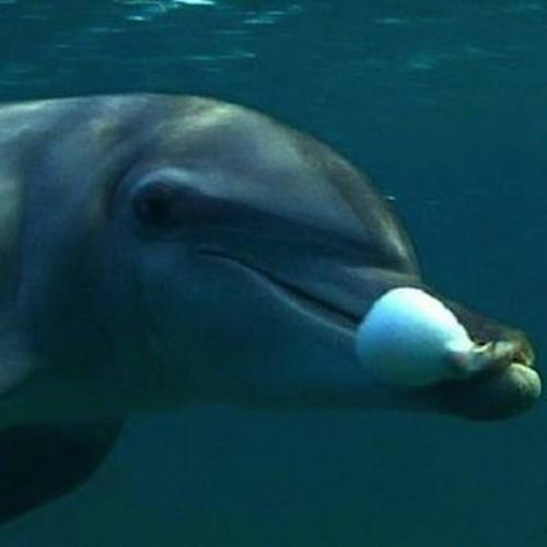 Оказывается, дельфины иногда ловят настоящий Кайф. 02