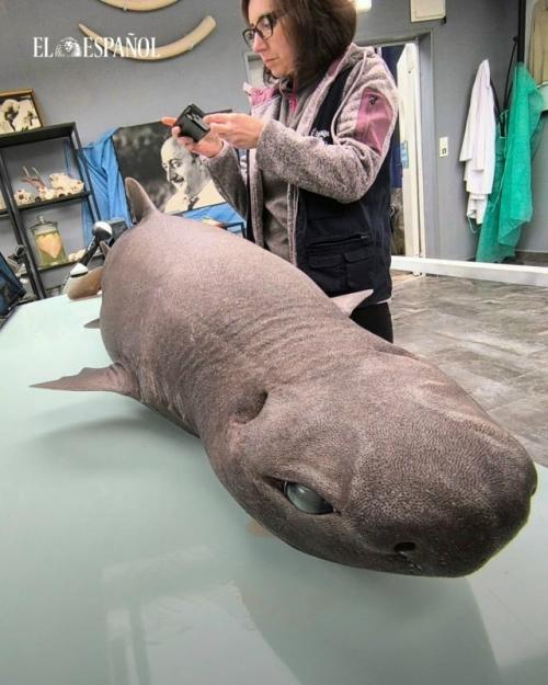 На побережье обнаружили глубоководную чёрную акулу Dalatias Licha, которая в норме живёт на глубине до 1600 метров. 01