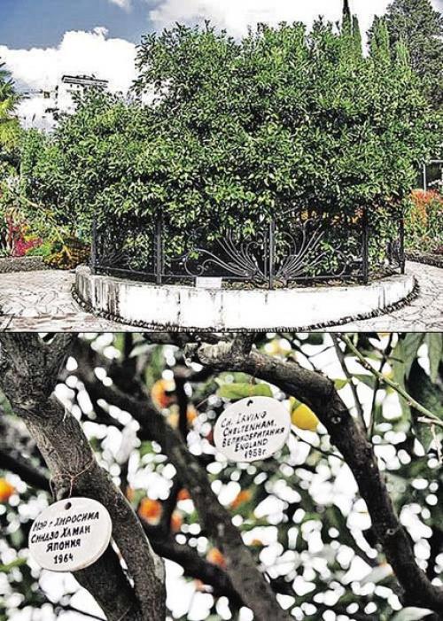 Чудо - дерево в Сочи.