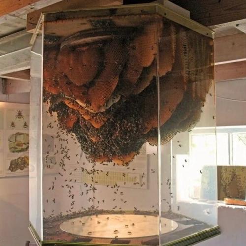 Гигантский пчелиный улей. 

