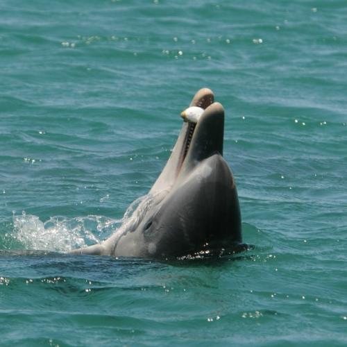 Оказывается, дельфины иногда ловят настоящий 