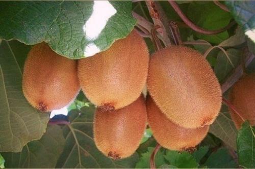 Мы выращиваем киви дома! 04