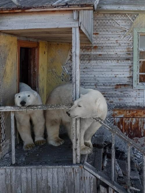 Медвежьи дачи на колючинском острове. 02