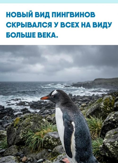 На затерянных в индийском океане островах Кергелен учёные выделили юго-восточного Генту, Pygoscelis Kerguelensis.  