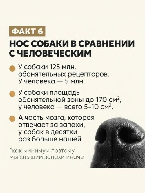 Собачий нос - это айфон без подзарядки, Google и бабка у подъезда в одном лице. 06