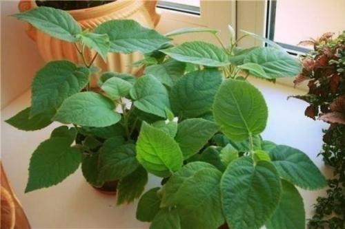 Мы выращиваем киви дома! 02